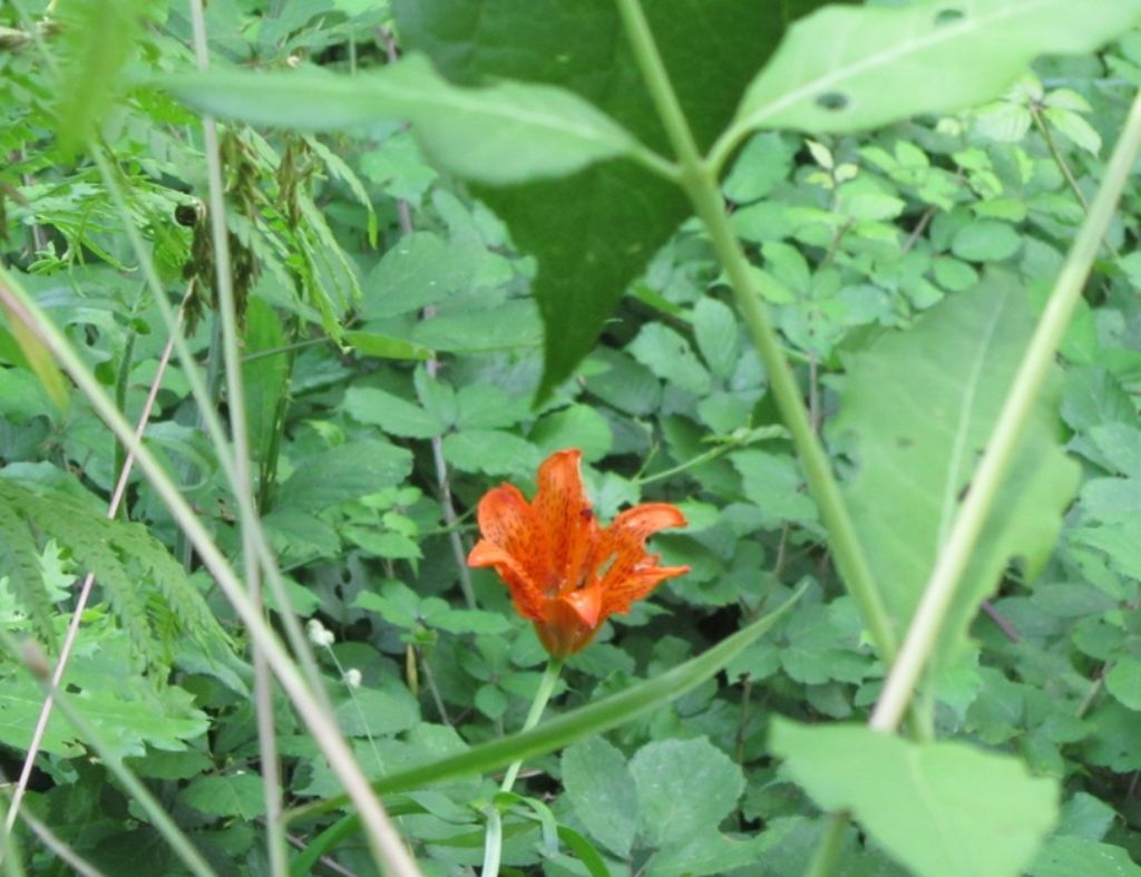 Lilium bulbiferum subsp croceum